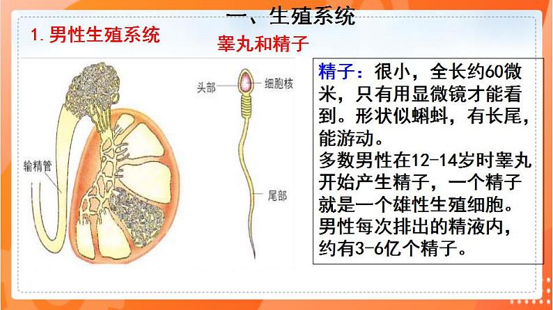 4.1.2人的生殖(课件)-2021-2022学年七年级生物下册同步(人教版)第3页