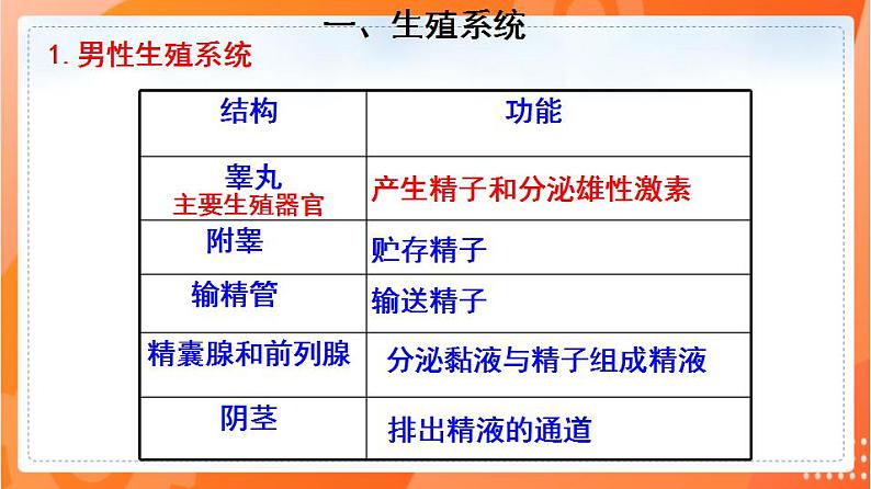 4.1.2人的生殖(课件)-2021-2022学年七年级生物下册同步(人教版)第4页