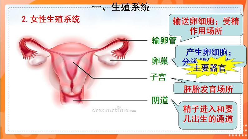 4.1.2人的生殖(课件)-2021-2022学年七年级生物下册同步(人教版)第5页