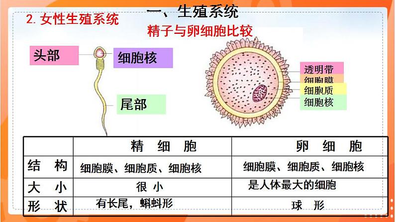 4.1.2人的生殖(课件)-2021-2022学年七年级生物下册同步(人教版)第7页