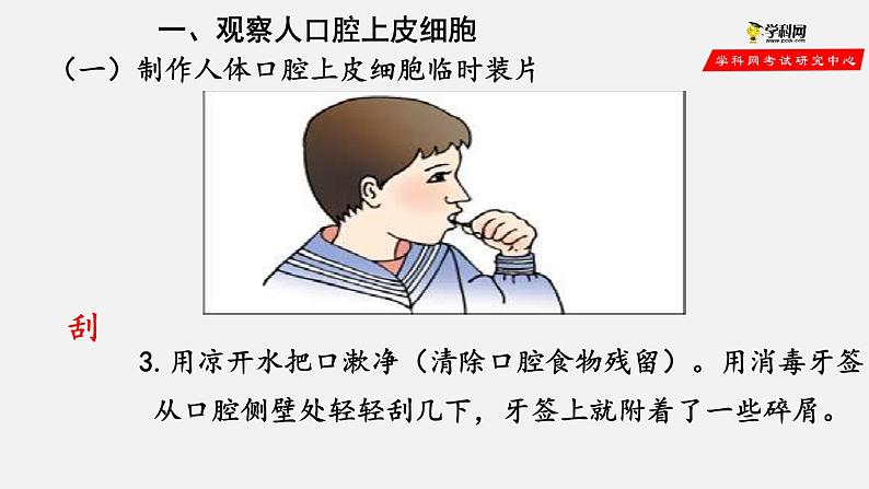 2.1.3 动物细胞(课件)-2021-2022学年七年级生物上册(人教版)第7页