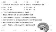 生物七年级下册第二节 神经系统的组成课后复习题