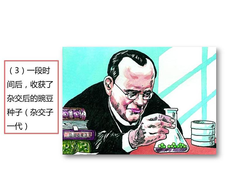 人教版八年级生物下册----2.3基因的显性和隐性-课件第7页
