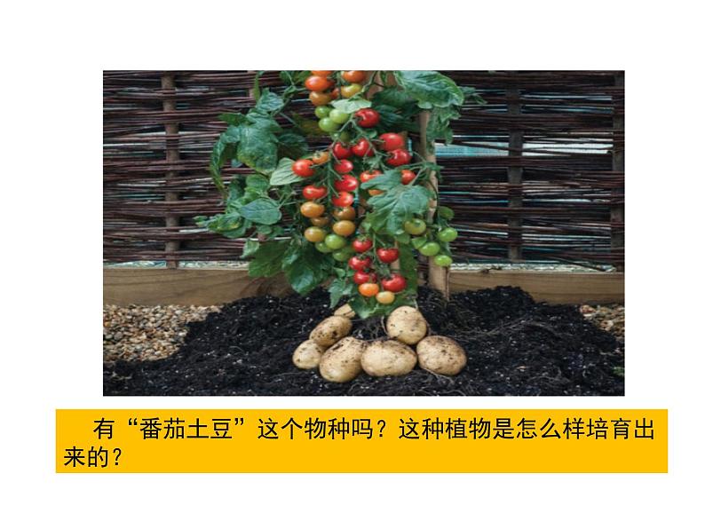 人教版八年级生物下册----1.1植物的生殖课件第2页