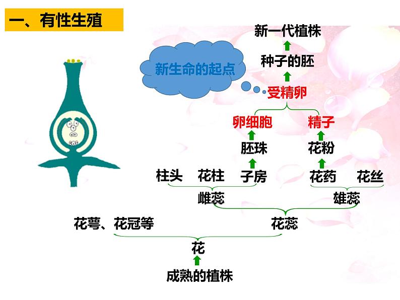 人教版八年级生物下册----1.1植物的生殖课件第3页
