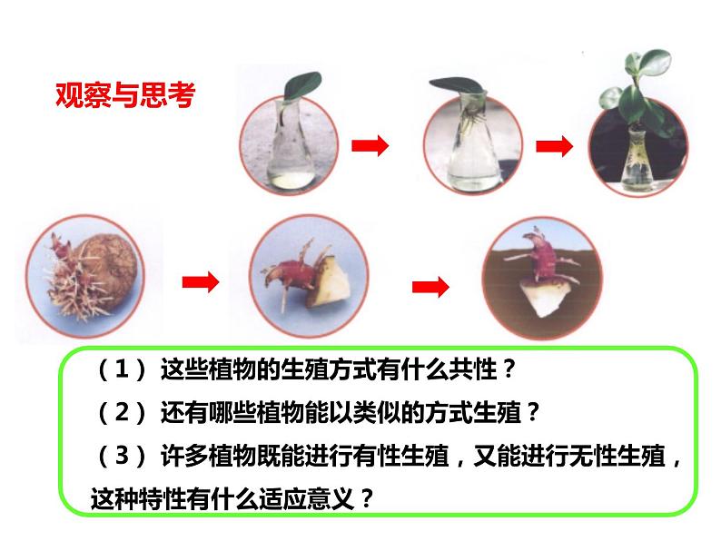 人教版八年级生物下册----1.1植物的生殖课件第5页