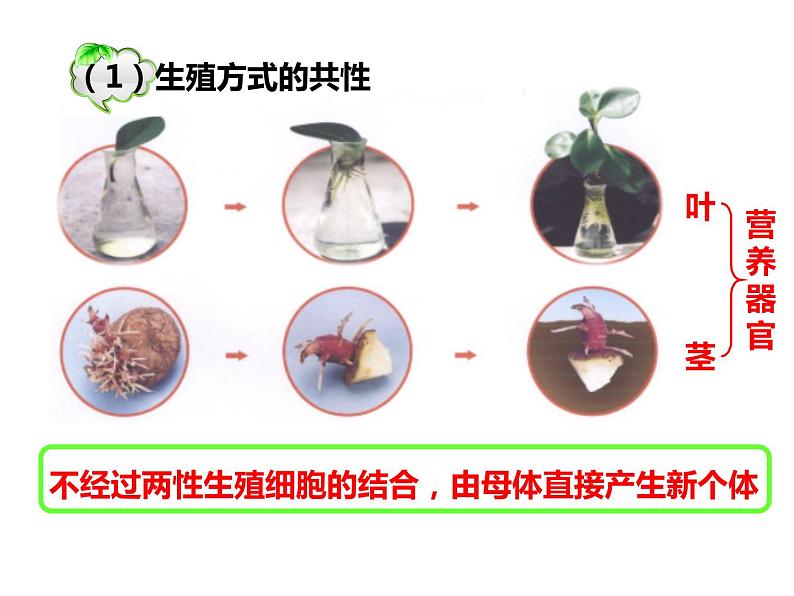 人教版八年级生物下册----1.1植物的生殖课件第6页