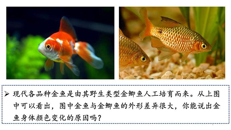 人教版八年级生物下册7.2.5生物的变异 课件+ 素材01