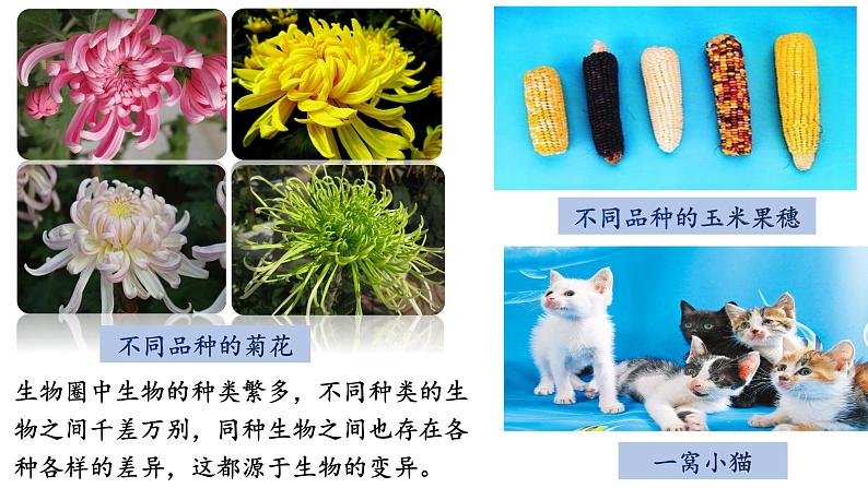 人教版八年级生物下册7.2.5生物的变异 课件+ 素材04
