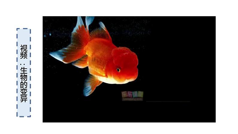 人教版八年级生物下册7.2.5生物的变异 课件+ 素材05