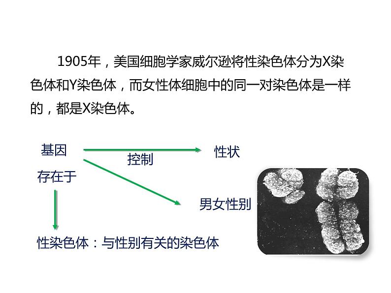 人教版八年级生物下册----2.4人的性别遗传-课件第4页