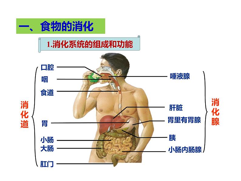 人教版七年级生物下册----4.2.2消化和吸收课件PPT第4页