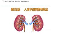 生物七年级下册第五章 人体内废物的排出背景图课件ppt