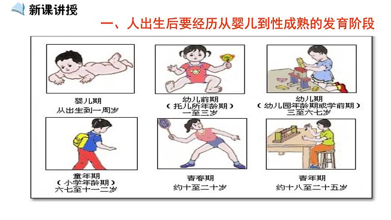 人教版七年级生物下册----4.1.3青春期(课件)第2页