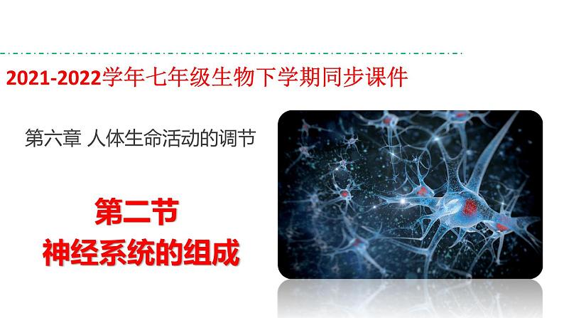 人教版七年级生物下册----4.6.2神经系统的组成-课件01