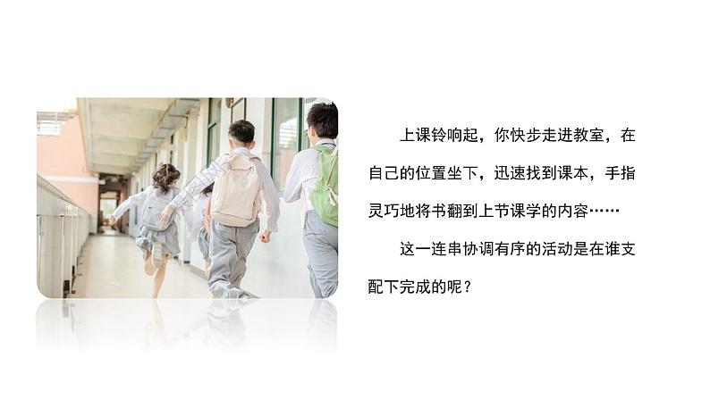 人教版七年级生物下册----4.6.2神经系统的组成-课件02