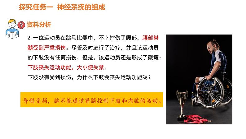人教版七年级生物下册----4.6.2神经系统的组成-课件05