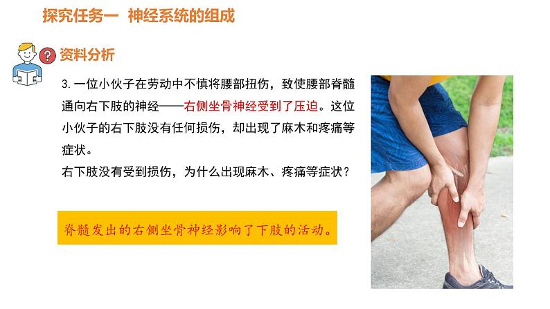 人教版七年级生物下册----4.6.2神经系统的组成-课件06