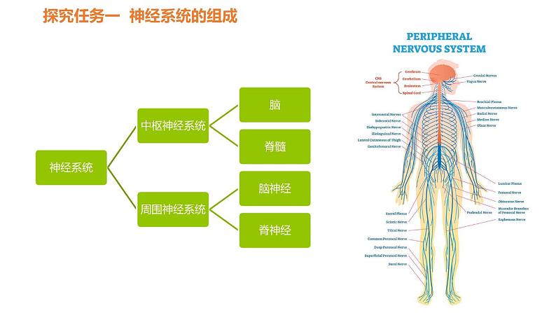 人教版七年级生物下册----4.6.2神经系统的组成-课件08