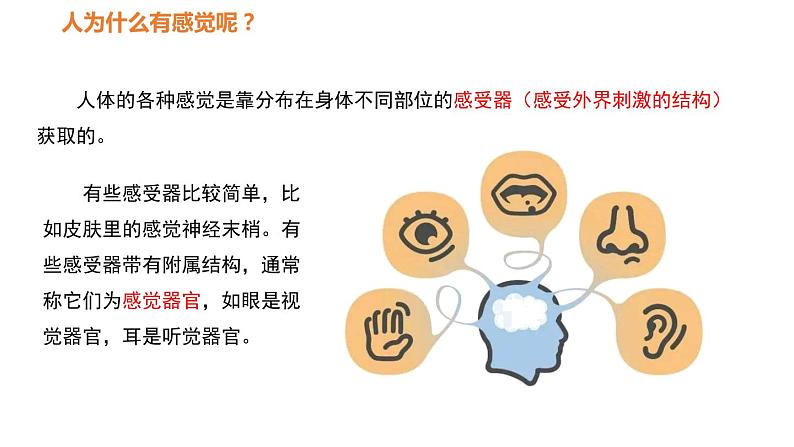 人教版七年级生物下册----4.6.1人体对外界环境的感知-课件第4页