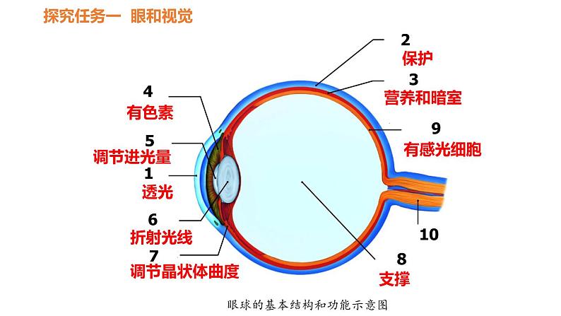 人教版七年级生物下册----4.6.1人体对外界环境的感知-课件第6页