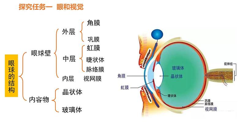 人教版七年级生物下册----4.6.1人体对外界环境的感知-课件第7页
