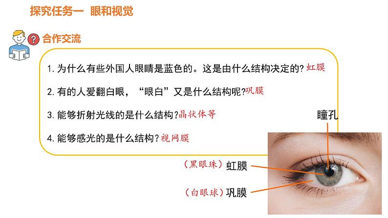人教版七年级生物下册----4.6.1人体对外界环境的感知-课件第8页