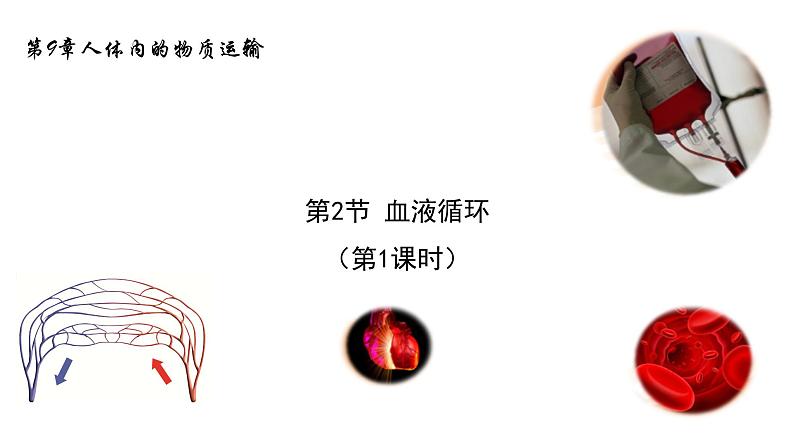 9.2血液循环1 课件 北师大版七年级生物下册01