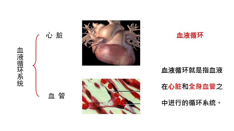 9.2血液循环1 课件 北师大版七年级生物下册05