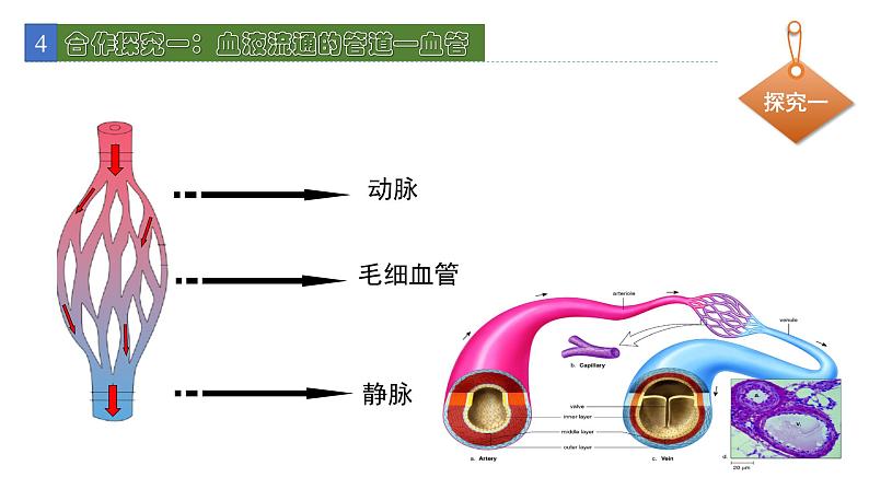 9.2血液循环1 课件 北师大版七年级生物下册06