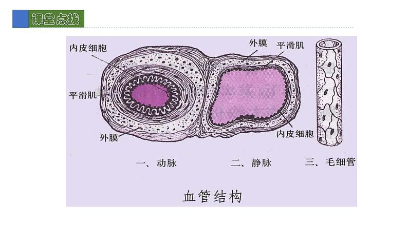 9.2血液循环1 课件 北师大版七年级生物下册07