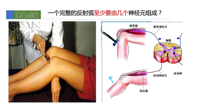 12.1神经系统和神经调节2 课件 北师大版七年级生物下册07