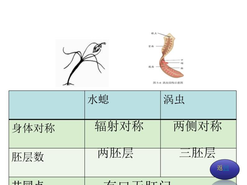 八年级生物上册总复习课件 (3)08