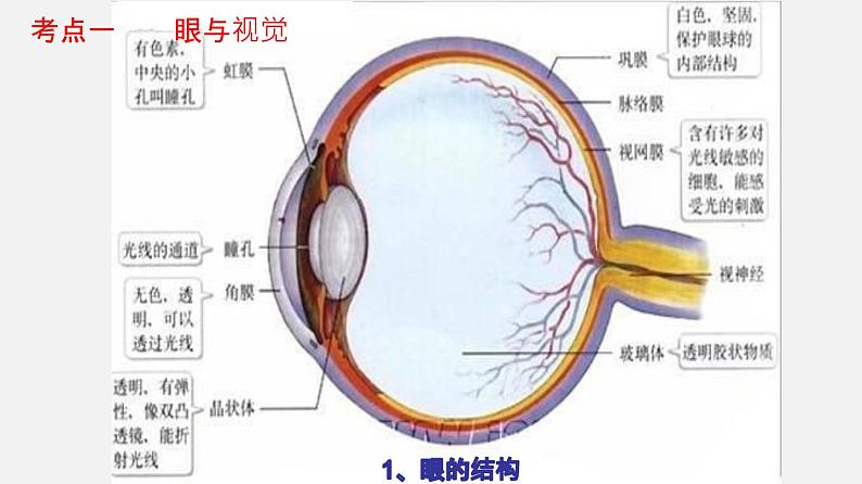 专题14 人体生命活动的调节(课件)-2022年中考生物一轮复习讲练测03