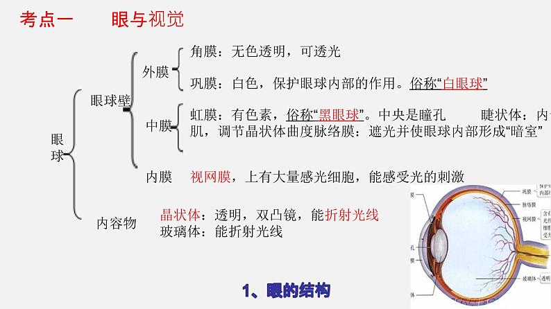 专题14 人体生命活动的调节(课件)-2022年中考生物一轮复习讲练测04