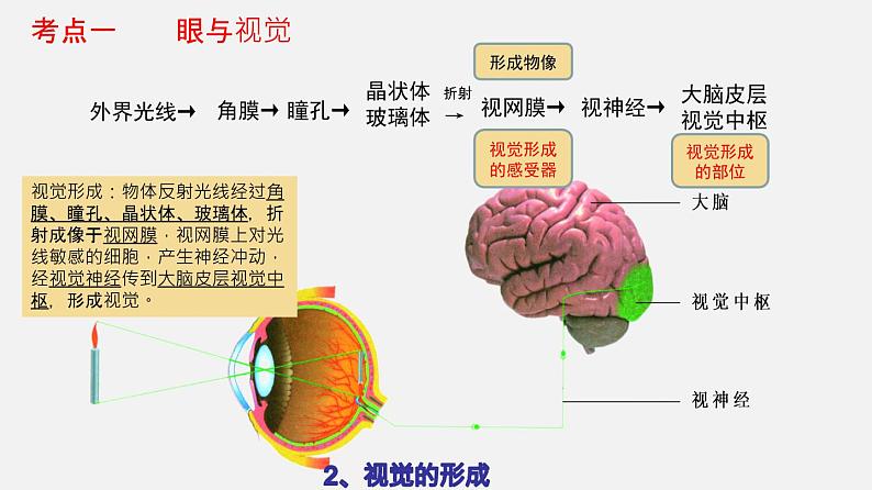 专题14 人体生命活动的调节(课件)-2022年中考生物一轮复习讲练测05
