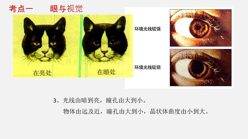 专题14 人体生命活动的调节(课件)-2022年中考生物一轮复习讲练测06