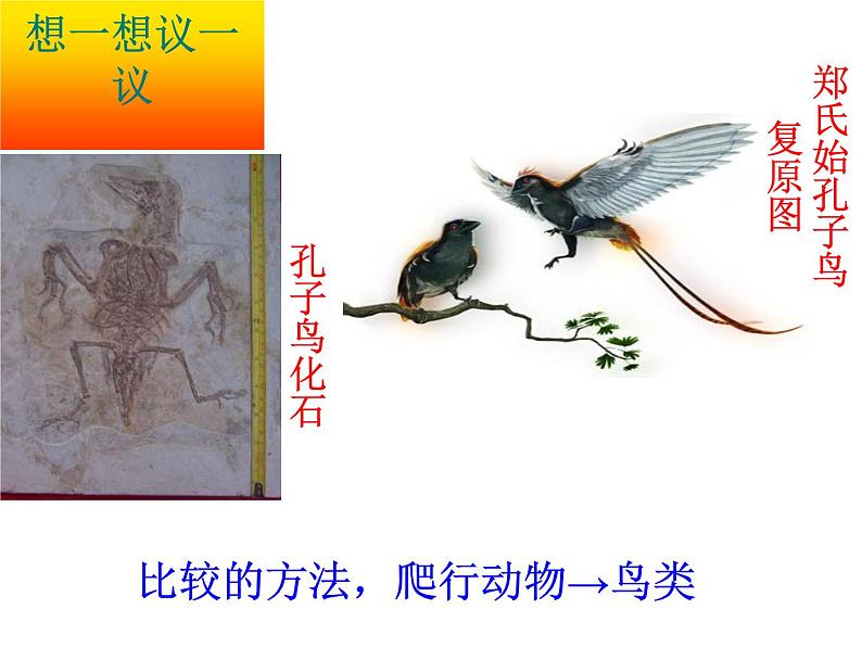 第二节 生物进化的历程课件PPT03