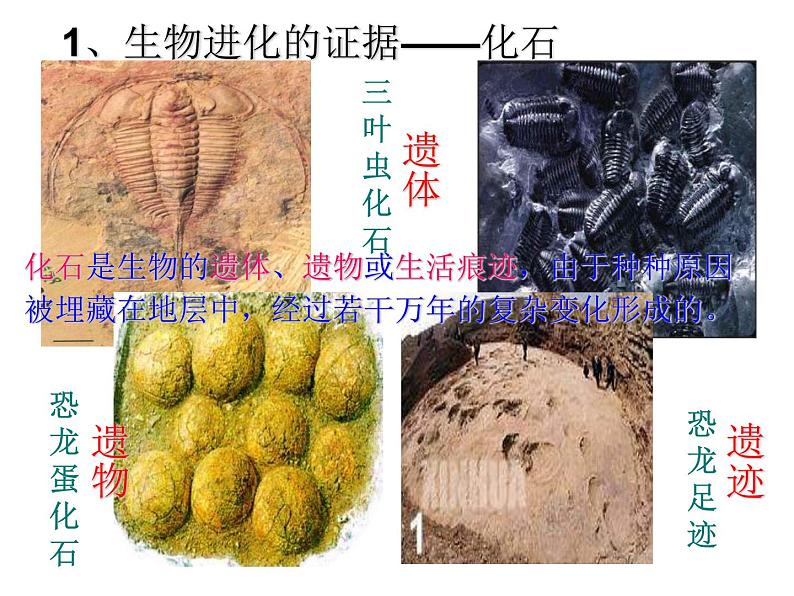 第二节 生物进化的历程课件PPT04