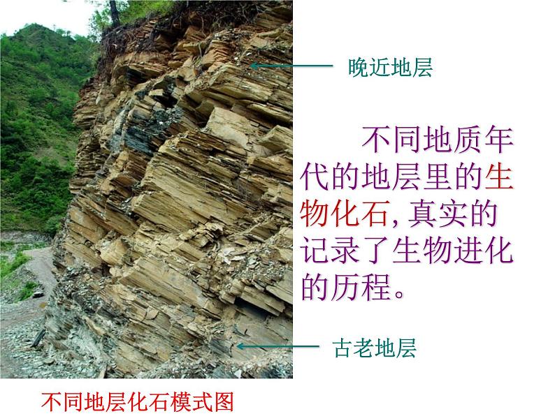 第二节 生物进化的历程课件PPT05