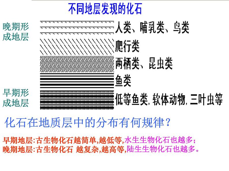 第二节 生物进化的历程课件PPT06