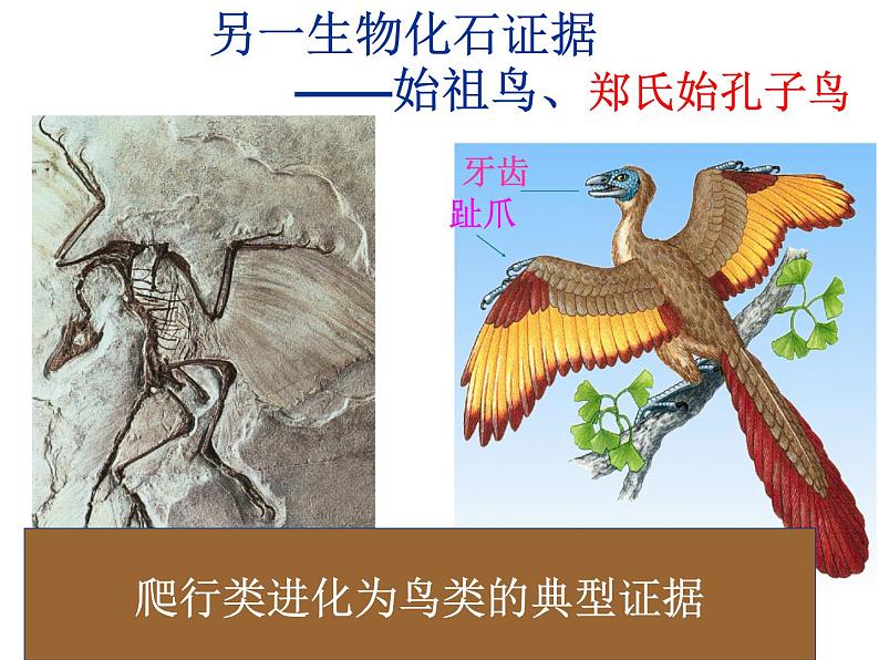 第二节 生物进化的历程课件PPT08