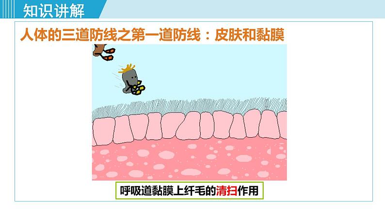 第1课时 人体的三道防线、免疫的功能第5页