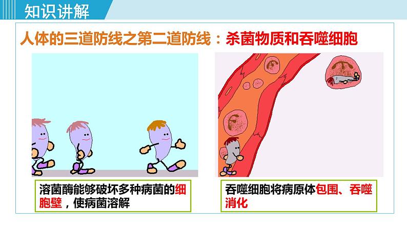 第1课时 人体的三道防线、免疫的功能第6页
