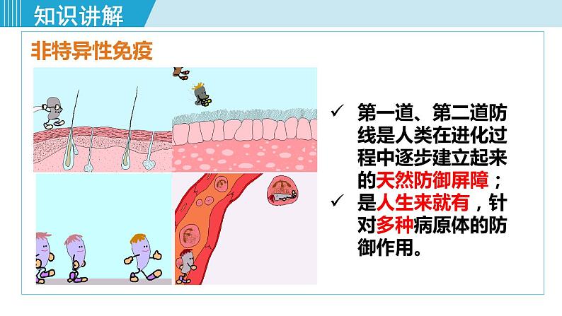 第1课时 人体的三道防线、免疫的功能第7页