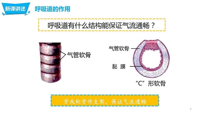 4.3.1 呼吸道对空气的处理第7页