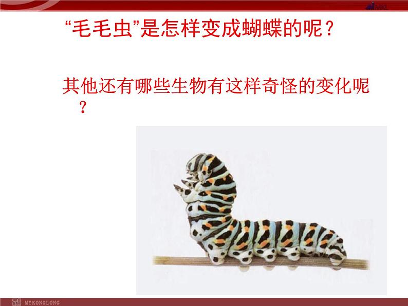 第二节 昆虫的生殖和发育 课件第3页