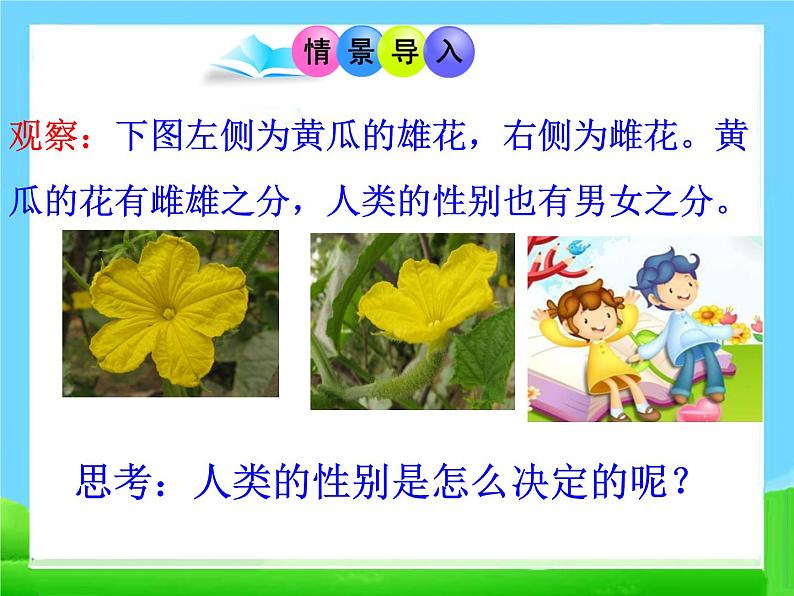 第四节 人的性别遗传 课件第2页