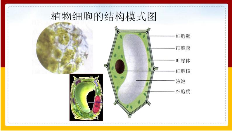 第4单元 环境中生物的统一性 第8章 生物体有相同的基本结构 第1节 生物体的基本结构课件PPT07