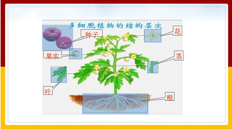 第4单元 环境中生物的统一性 第9章 生物体有相似的结构层次 第1节 植物体的组成课件PPT04